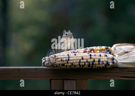 chipmunk eating corn on the cob Stock Photo