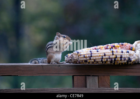 chipmunk eating corn on the cob Stock Photo