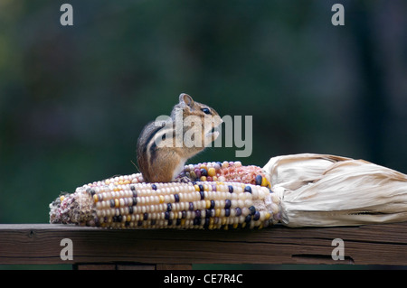 chipmunk eating corn on the cob Stock Photo