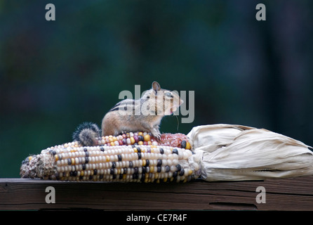 chipmunk eating corn on the cob Stock Photo