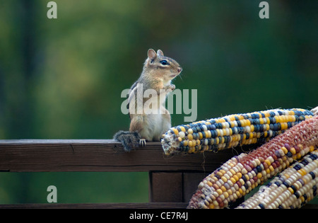 chipmunk eating corn on the cob Stock Photo