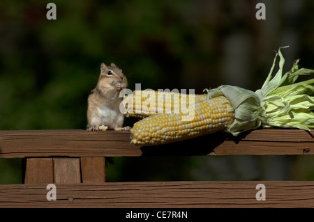 chipmunk eating corn on the cob Stock Photo