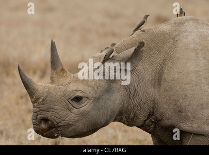 Africa Kenya Ol Pejeta Conservancy-Black rhino-close up with oxpeckers on it (Diceros bicornis) Stock Photo