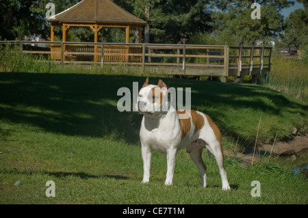 American Staffordshire Terrier standing in grass Stock Photo