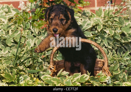 Airedale Terrier puppy standing in basket Stock Photo