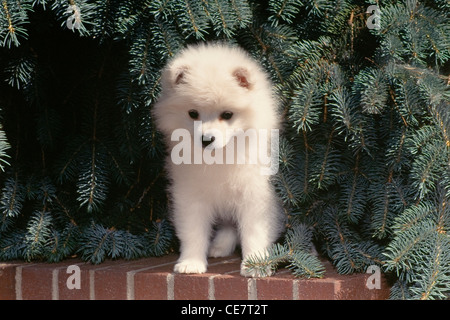 American Eskimo Dog-puppy sitting on brick wall Stock Photo