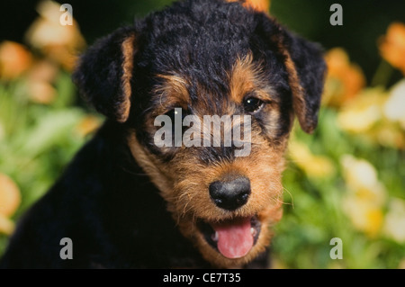 Airedale Terrier puppy-head shot Stock Photo