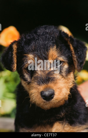 Airedale Terrier puppy-head shot Stock Photo