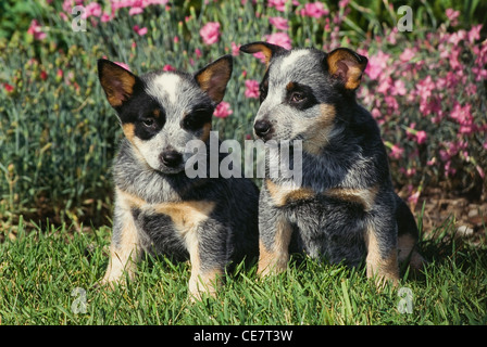 Two Australian Cattle Dog puppies sitting in grass with flowers behind Stock Photo