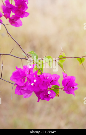 Bougainvillea spectabilis. Great bougainvillea Small white flowers and purple bracts. India Stock Photo