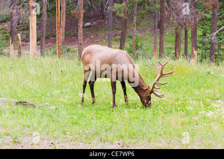 Male elk grazing near the town of Jasper, Alberta, Canada Stock Photo