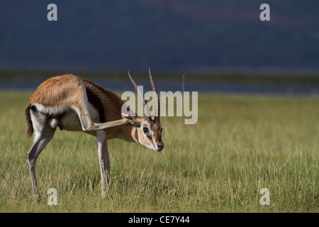 Thomsons (Red Fronted) Gazelle scratching his ear. Gazella rufifrons Stock Photo