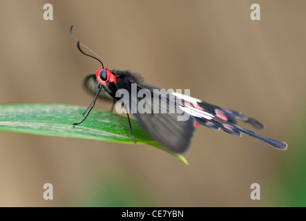 Tropical butterfly Common Rose, Pachliopta aristolochiae, Phuket, Thailand Stock Photo