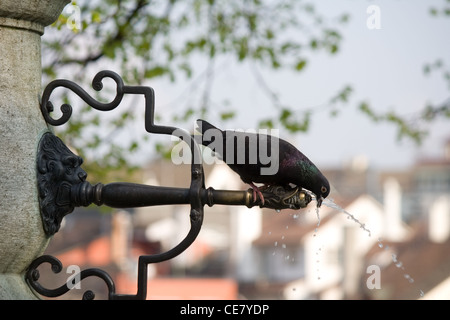 Pigeon drinking water from fountain tap Stock Photo