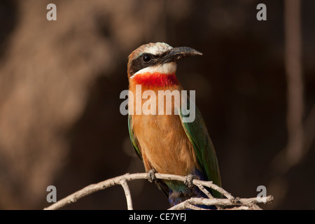White Fronted Bee-eater perched on a branch, Merops bullockoides Stock Photo