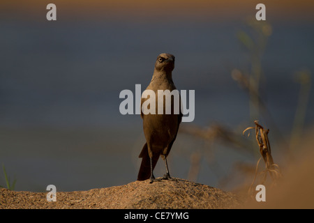 Ashy Starling perched on a rock. Cosmopsarus unicolor Stock Photo