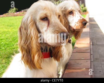 Two English Cocker Spaniel puppies playing at the garden Stock Photo
