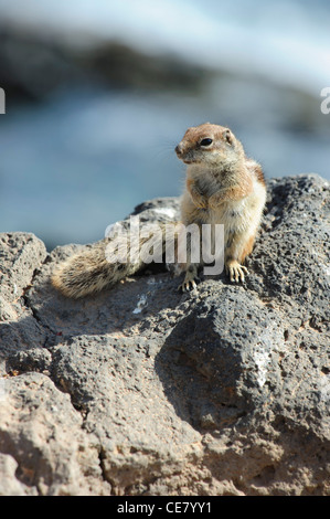 Barbary Ground Squirrel (Atlantoxerus getulus) Stock Photo