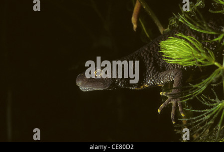 Great Crested Newt Triturus cristatus UK Stock Photo