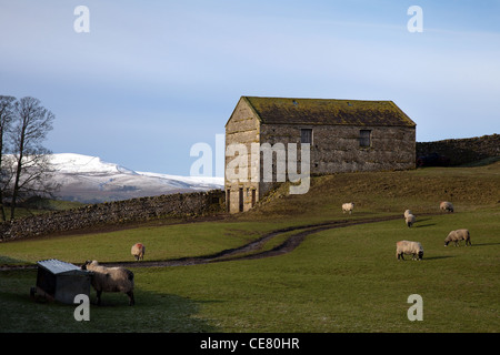 Frosty Morning Stony Limestone Barns in the Landscape and Countryside of Hawes, Wensleydale, Yorkshire Dales National Park, UK Stock Photo