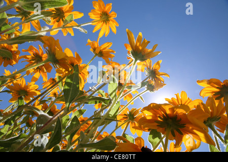 bright yellow flowers at low-angle with sun and sky Stock Photo