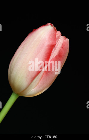 Close up studio shot of a single pink tulip taken against a dark black background UK
