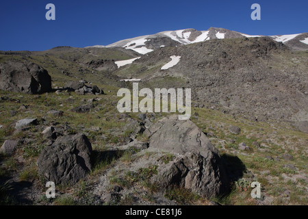 ash lava plant regrowth flower outside of crater Mount St Helens Volcano National monument washington Stock Photo