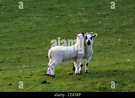 Lambs nuzzle in a meadow, at Innerleithen, near Traquair, in the Tweed Valley of the Scottish Borders, UK Stock Photo