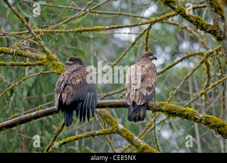 Young American Bald Eagles (Haliaeetus leucocephalus)  SCO 7890 Stock Photo