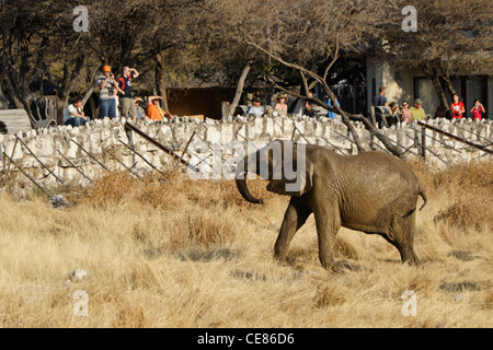 Tourists watching elephant at Okaukuejo, Etosha National Park, Namibia Stock Photo