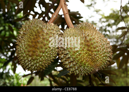 The durian is the fruit of several tree species belonging to the genus Durio and the Malvaceae family Stock Photo