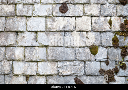 ancient brick wall of white stone covered by moss Stock Photo