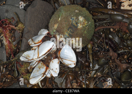 Common goose barnacles , Lepas anatifera,washed up on beach, Kimmeridge Dorset UK.