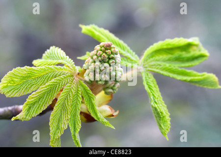 Horse chestnut tree - Aesculus hippocastanum. Unfurling new leaves and flower buds, Spring UK Stock Photo