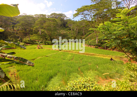 Sri Lanka, southern province, green, rice paddy, field, fields, ricefield in  nature landscape Stock Photo
