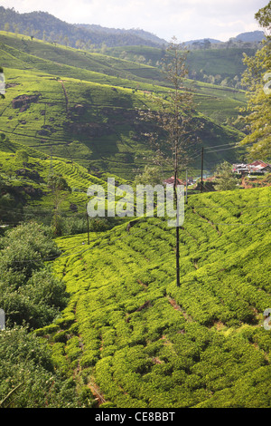 Sri Lanka, Central Province, south of Kandy, tea estate, Nuwara Eliya, tea plantation Stock Photo