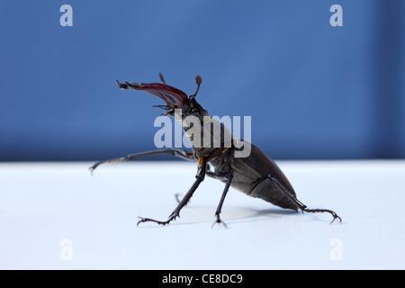 European Male Stag Beetle Lucanus cervus Displaying Defensive Posture Stock Photo