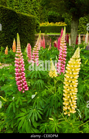 Lupins in a garden England GB UK eu europe Stock Photo