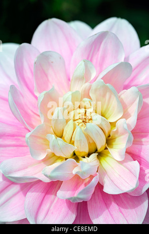 Dahlia bracken ballerina pink pastel flower bloom blossom closeup plant portraits flowers flowering perennials blooms blossoms Stock Photo