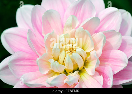 Dahlia bracken ballerina pink pastel flower bloom blossom closeup plant portraits flowers flowering perennials blooms blossoms Stock Photo