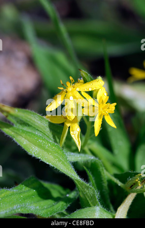 Hypoxis hemerocallidea African star grass African potato yellow flowers blooms blossoms selective focus flowering Stock Photo