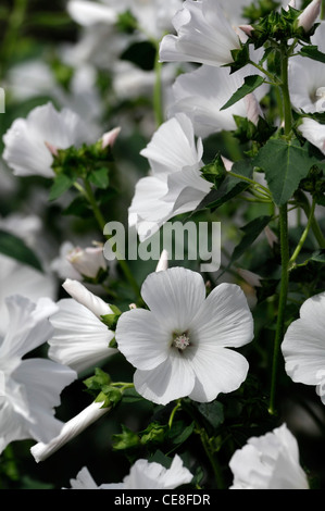 lavatera trimestris mont blanc closeup plant portraits white petals flowers blooms blossoms mallows hardy annual Stock Photo