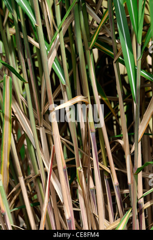 Miscanthus sacchariflorus Amur silver-grass Silver banner grass hardy perennial herbaceous grass grasses ornamental architectura Stock Photo