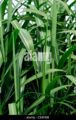 Miscanthus sacchariflorus Amur silver-grass Silver banner grass hardy perennial herbaceous grass grasses ornamental architectura Stock Photo