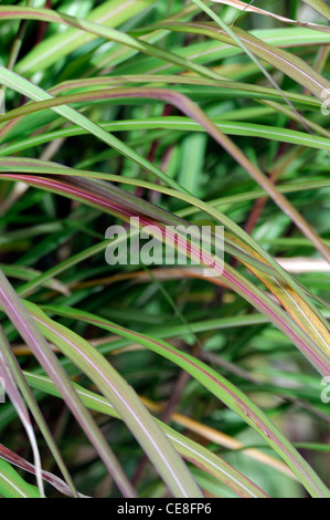 miscanthus sinensis dixieland plant portraits green white stripes variegated leaves foliage ornamental grasses summer Dwarf Stock Photo