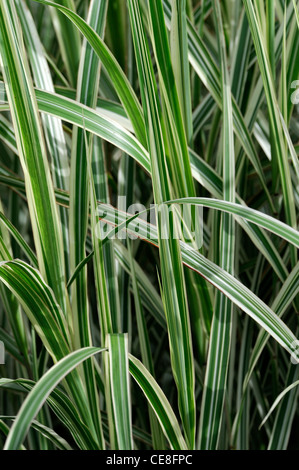miscanthus sinensis dixieland plant portraits green white stripes variegated leaves foliage ornamental grasses summer Dwarf Stock Photo