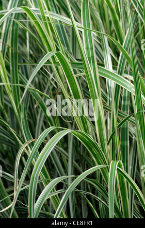 miscanthus sinensis dixieland plant portraits green white stripes variegated leaves foliage ornamental grasses summer Dwarf Stock Photo