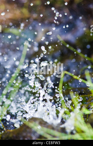 a close up of water flowing through the rice field. Stock Photo
