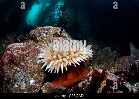 A fish-eating anemone (Urticina piscivora) grows in the cold coast waters of a kelp forest in the eastern Pacific Ocean. Stock Photo