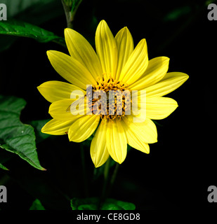 helianthus lemon queen with hoverfly feed feeding on nectar sunflowers sunflower flower bloom blossom attractant wildlife Stock Photo